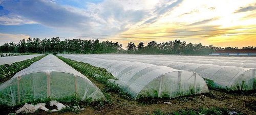 沒出倉庫就發(fā)黃，塑料吹膜如何選擇熒光增白劑？